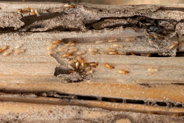 Trusted Reynolds Heights, PA Pest Control Experts